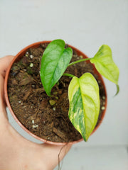 Monstera Siltepecana Aurea