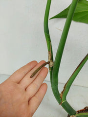 Monstera Burle Marx Flame Steckling Adult