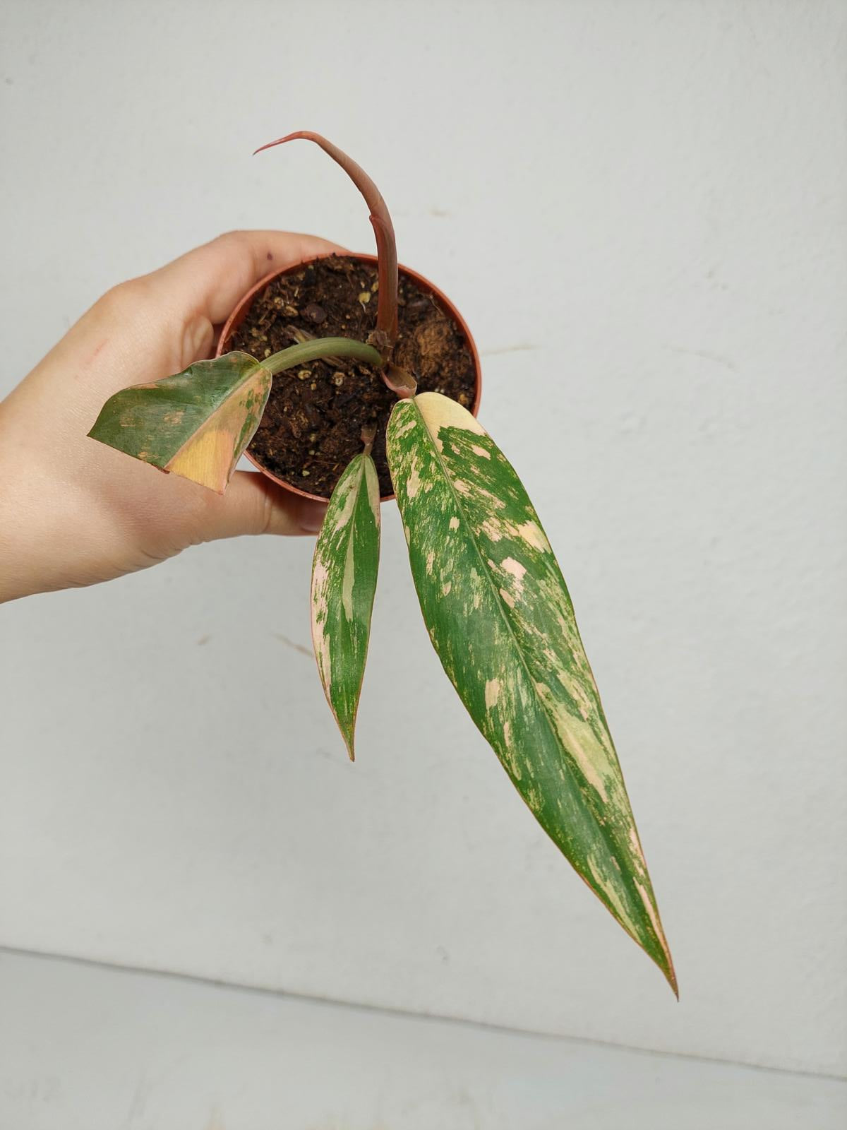 Philodendron Caramel Marble Variegata