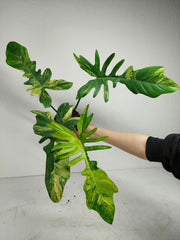 Philodendron Florida Beauty x Mayoi Variegata