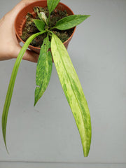 Anthurium Vittarifolium Variegata