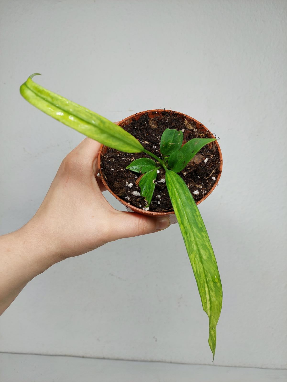 Anthurium Vittarifolium Variegata