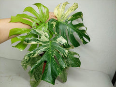 Monstera Mint Adult