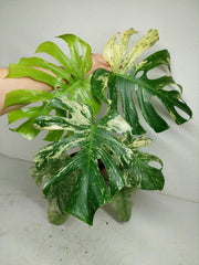 Monstera Mint Adult
