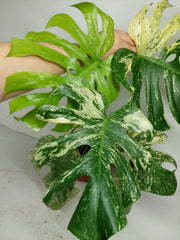 Monstera Mint Adult