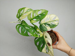 Monstera Adansonii Variegata