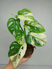 Monstera Adansonii Variegata