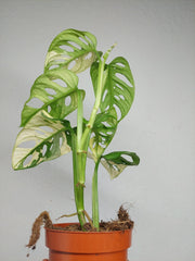 Monstera Adansonii Variegata