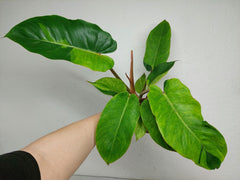 Philodendron Jungle Fever Variegata