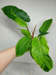 Philodendron Jungle Fever Variegata