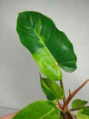 Philodendron Jungle Fever Variegata