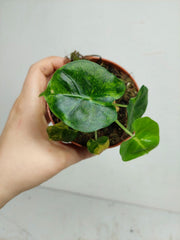 Alocasia Frydek Round Aurea