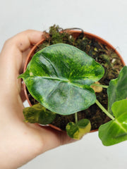 Alocasia Frydek Round Aurea