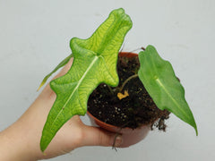 Alocasia Portei Ghost Variegata