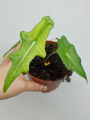 Alocasia Portei Ghost Variegata