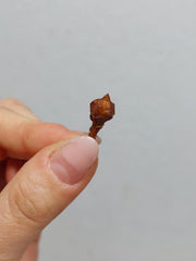 Alocasia Nobilis Pink (Rhizom / Bulbe)