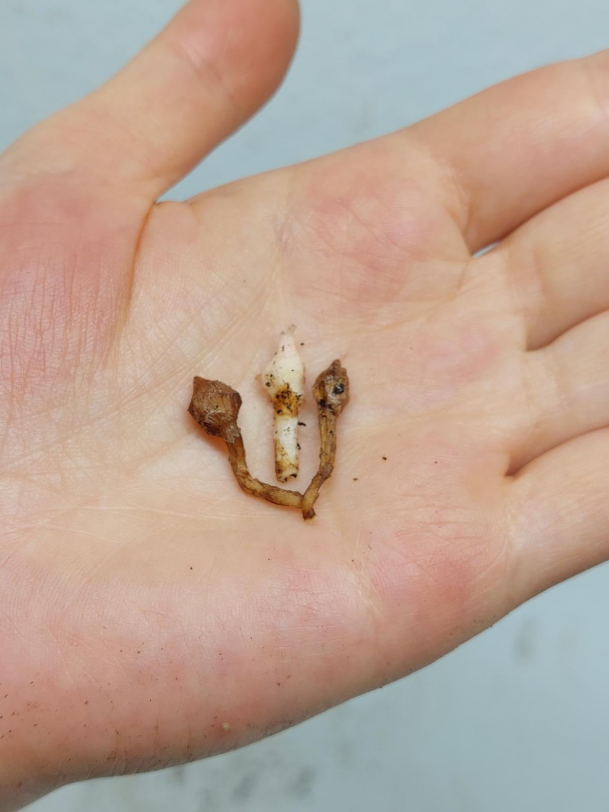 Alocasia Nobilis Pink (Rhizom / Bulbe)