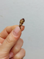 Alocasia Portei Aurea (Rhizom / Bulbe)