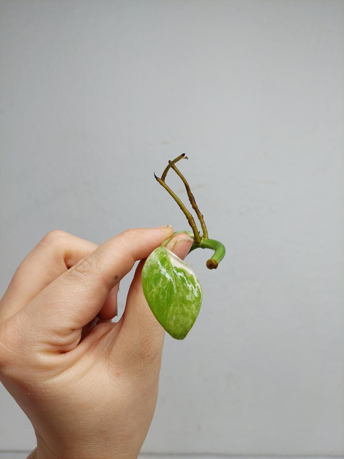 Monstera Lechleriana Variegata Stecklinge