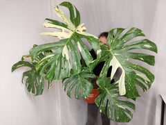 Monstera Thai Constellation XXL
