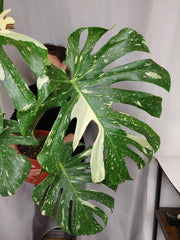 Monstera Thai Constellation XXL
