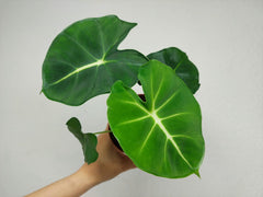 Alocasia Frydek Round