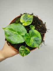 Alocasia Frydek Round Aurea