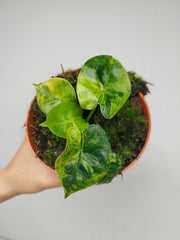 Alocasia Frydek Round Aurea