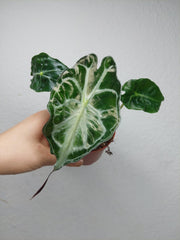 Alocasia Venom