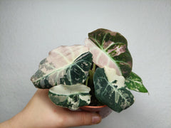 Alocasia Black Velvet Pink Variegata