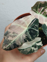 Alocasia Black Velvet Pink Variegata