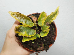 Begonia Dainty Spray Sport Variegata