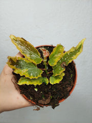 Begonia Dainty Spray Sport Variegata