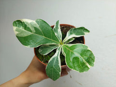 Ficus Lyrata Variegata