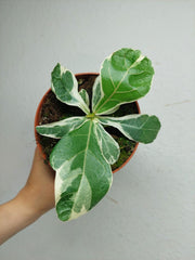Ficus Lyrata Variegata