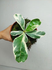 Ficus Lyrata Variegata