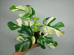 Monstera Minima / Raphidophora Tetrasperma Variegata
