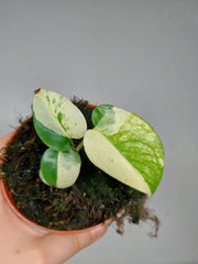 Monstera Jungle Mint