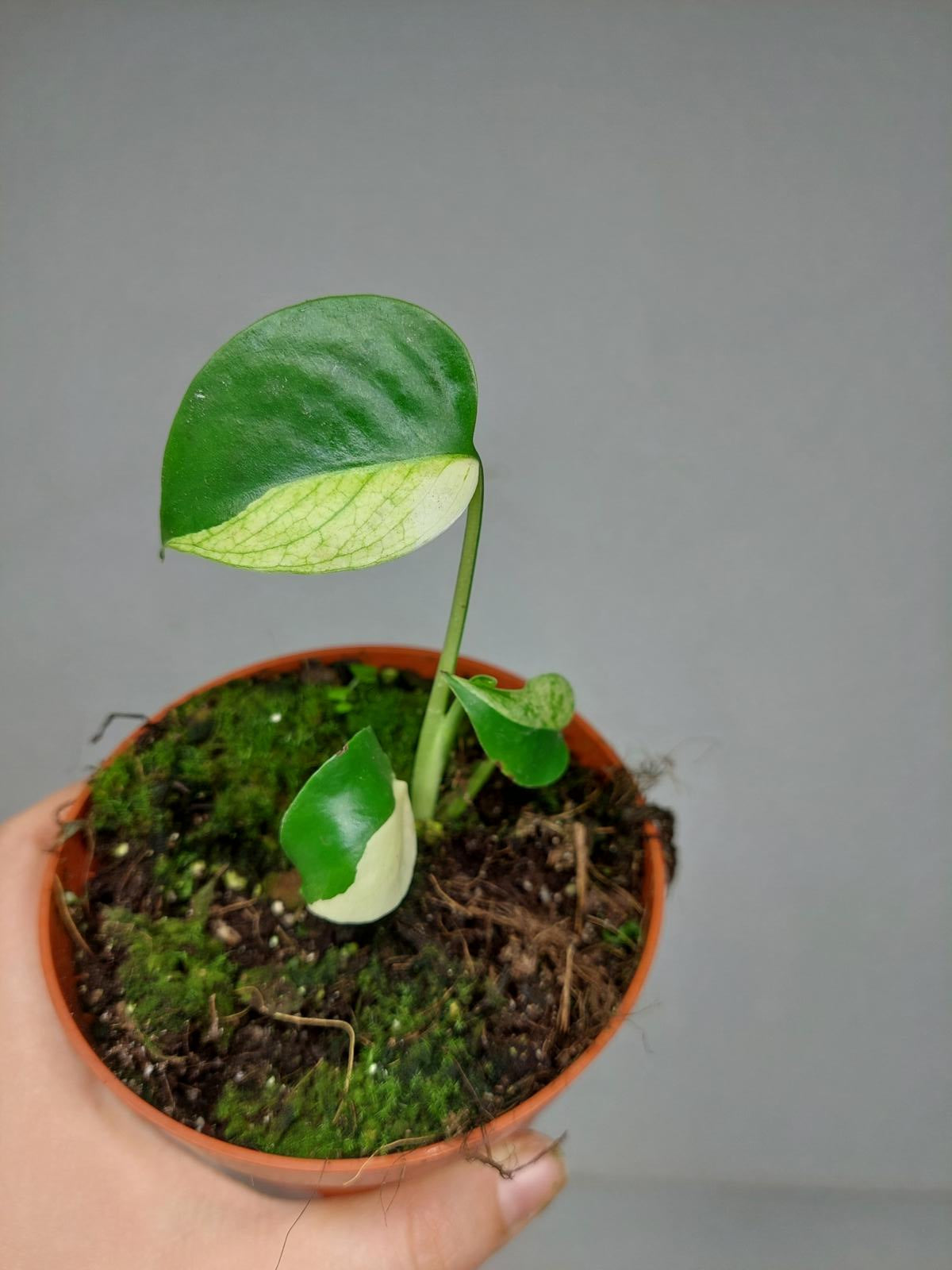 Monstera Jungle Mint