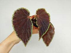 Begonia Darthvaderiana Green Spots