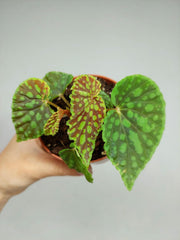 Begonia Chlorosticta