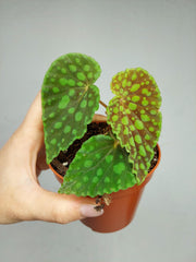 Begonia Chlorosticta