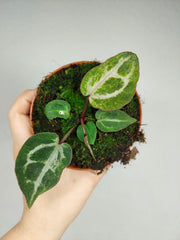 Anthurium Red Crystallinum Variegata