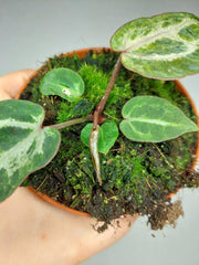 Anthurium Red Crystallinum Variegata