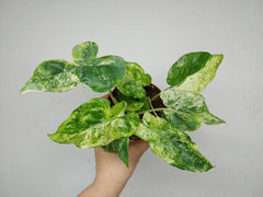 Alocasia Macrorrhiza Splash Tricolor