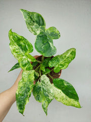 Alocasia Macrorrhiza Splash Tricolor