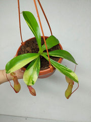 Nepenthes Alata Variegata