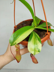 Nepenthes Alata Variegata