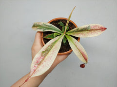 Nepenthes Viking x Ampullaria Variegata
