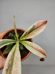Nepenthes Viking x Ampullaria Variegata